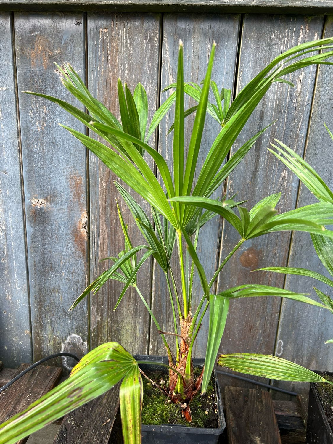 Trachycarpus nova x wagnerianus - Rare! Limited! Fast Grower!