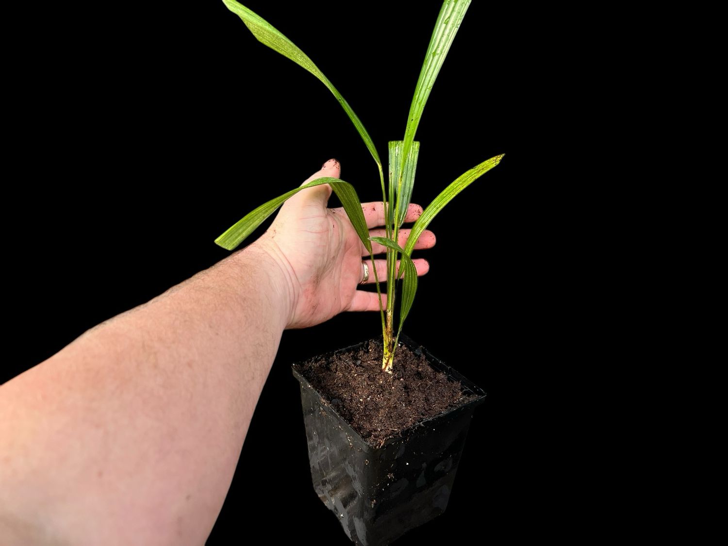 Trachycarpus fortunei, the Chinese windmill palm (Sm) 