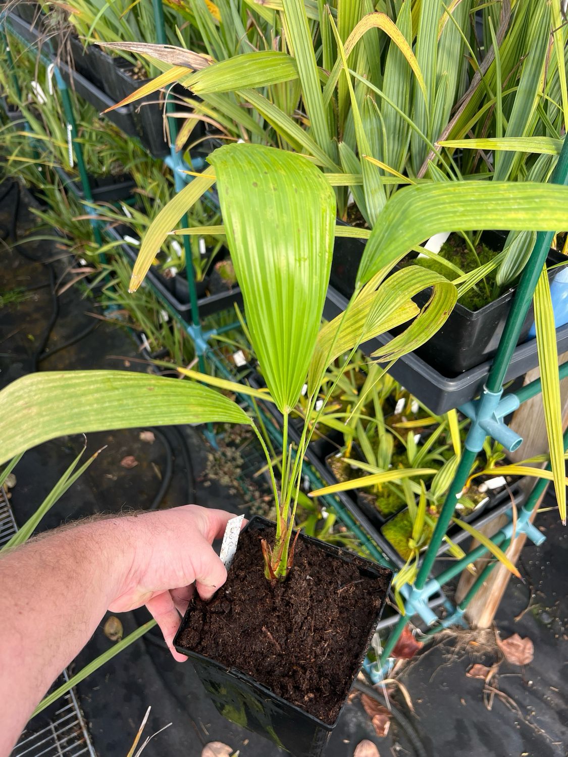 Trachycarpus latisectus - Windamere palm