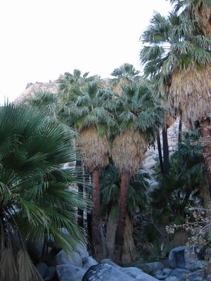 Washingtonia filifera - California Fan Palm