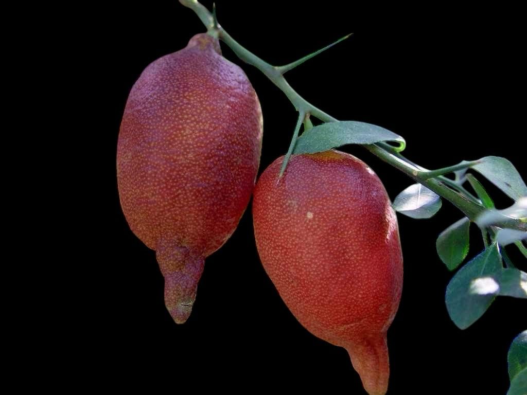 Finger Lime x Key Lime Citrus - (Rooted Cuttings) Limited! Rare!