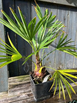 Trachycarpus fortunei, the Chinese windmill palm (Med/Lg) 