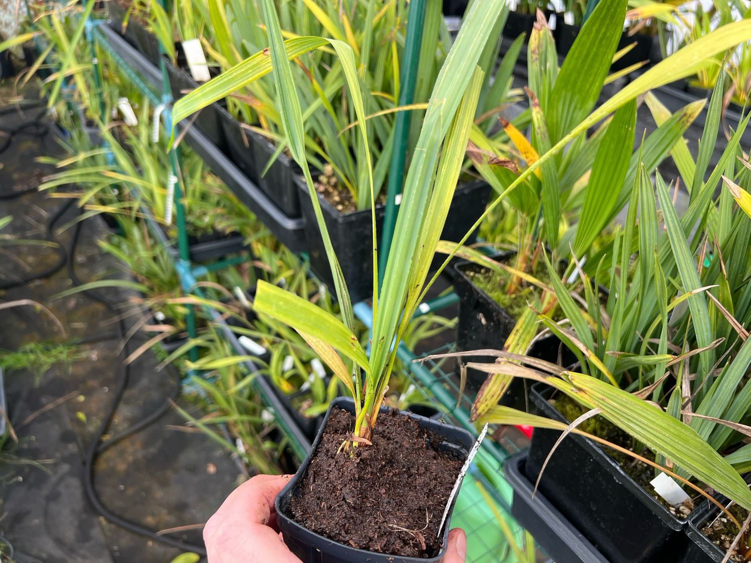 Sabal palmetto Palm - “Lisa”