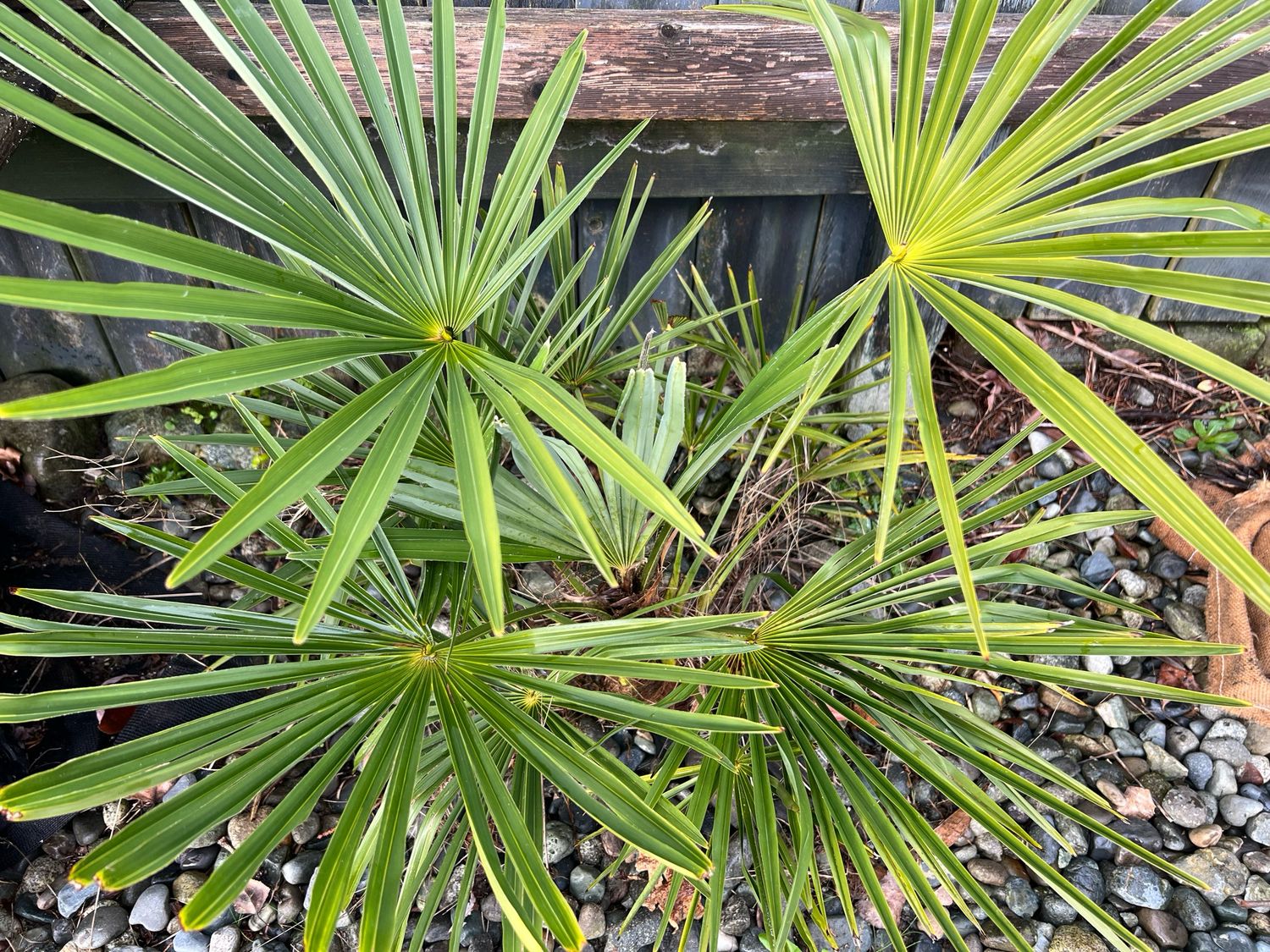 Trachycarpus “Naini tal” x &quot;Bulgaria” Palm- Very Hardy! Very Fast! 