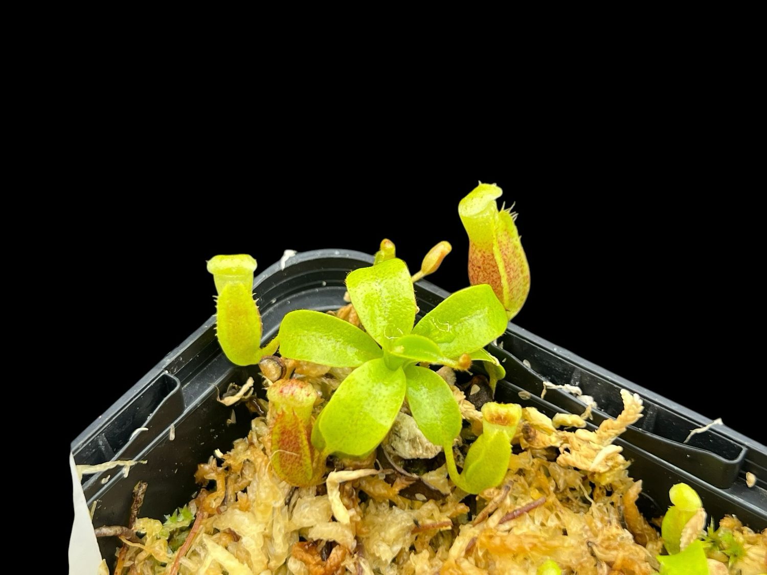 Nepenthes villosa Mt. Kinabalu 2800m