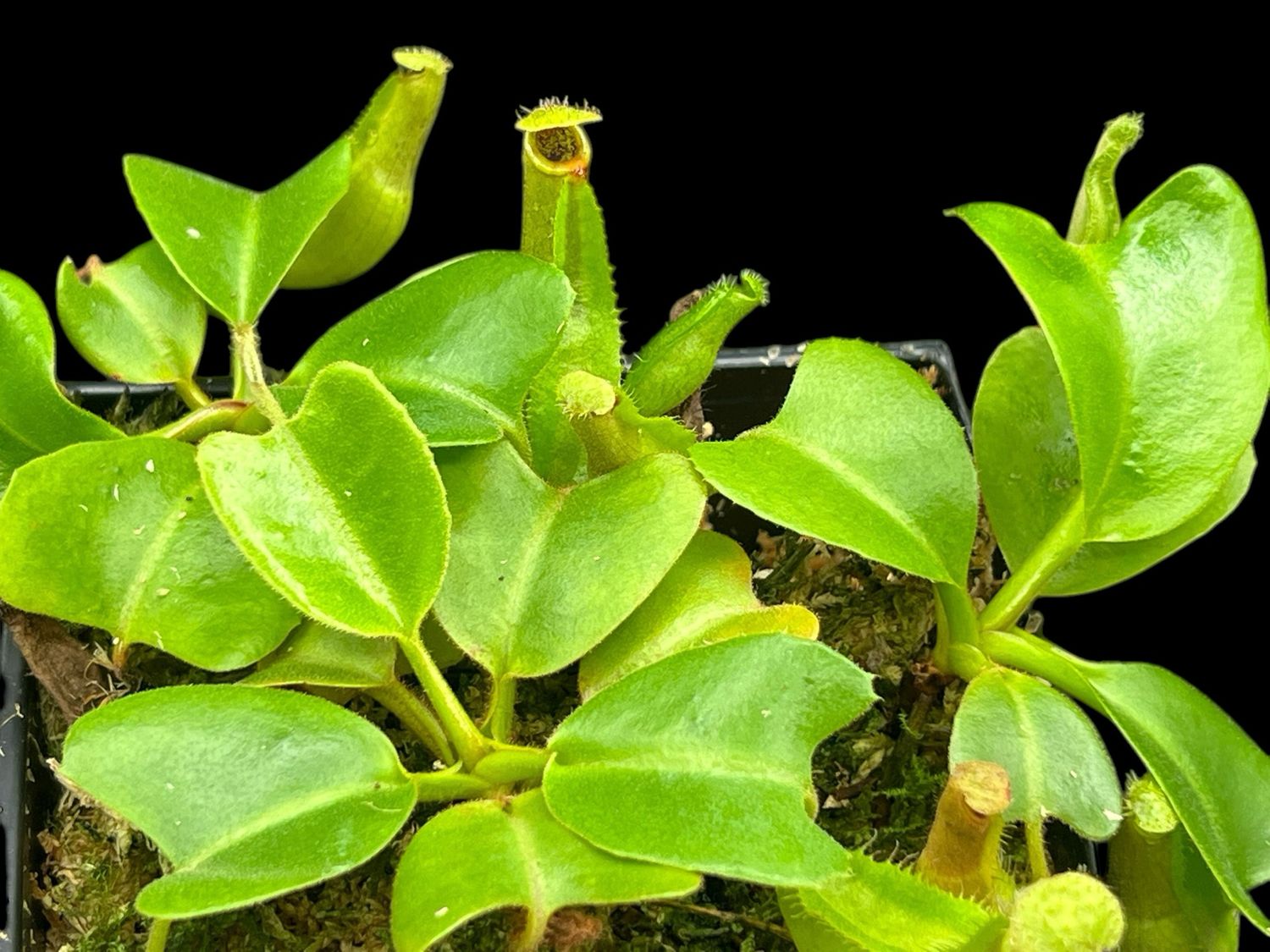 Nepenthes truncata - Flared Red Peristome (Medium)