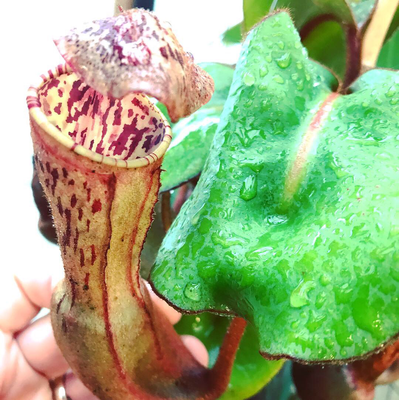 Nepenthes clipeata “Red Form” Mt Kelam (large)