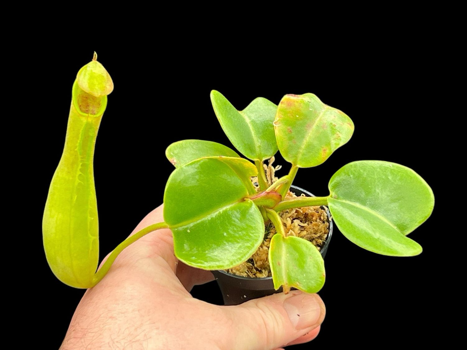 Nepenthes truncata - Flared Red Peristome (Lg)