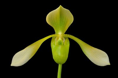 Paphiopedilum lowii v. album &#39;Albino Beauty&#39; x self