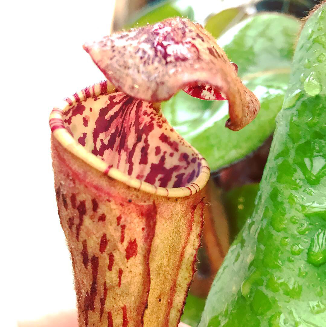 Nepenthes clipeata “Red Form” Mt Kelam (large)