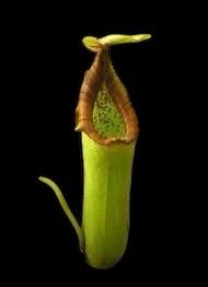 Nepenthes truncata - Flared Red Peristome (Medium)