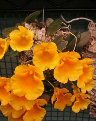 Dendrobium jenkinsii x lindleyi Orchid