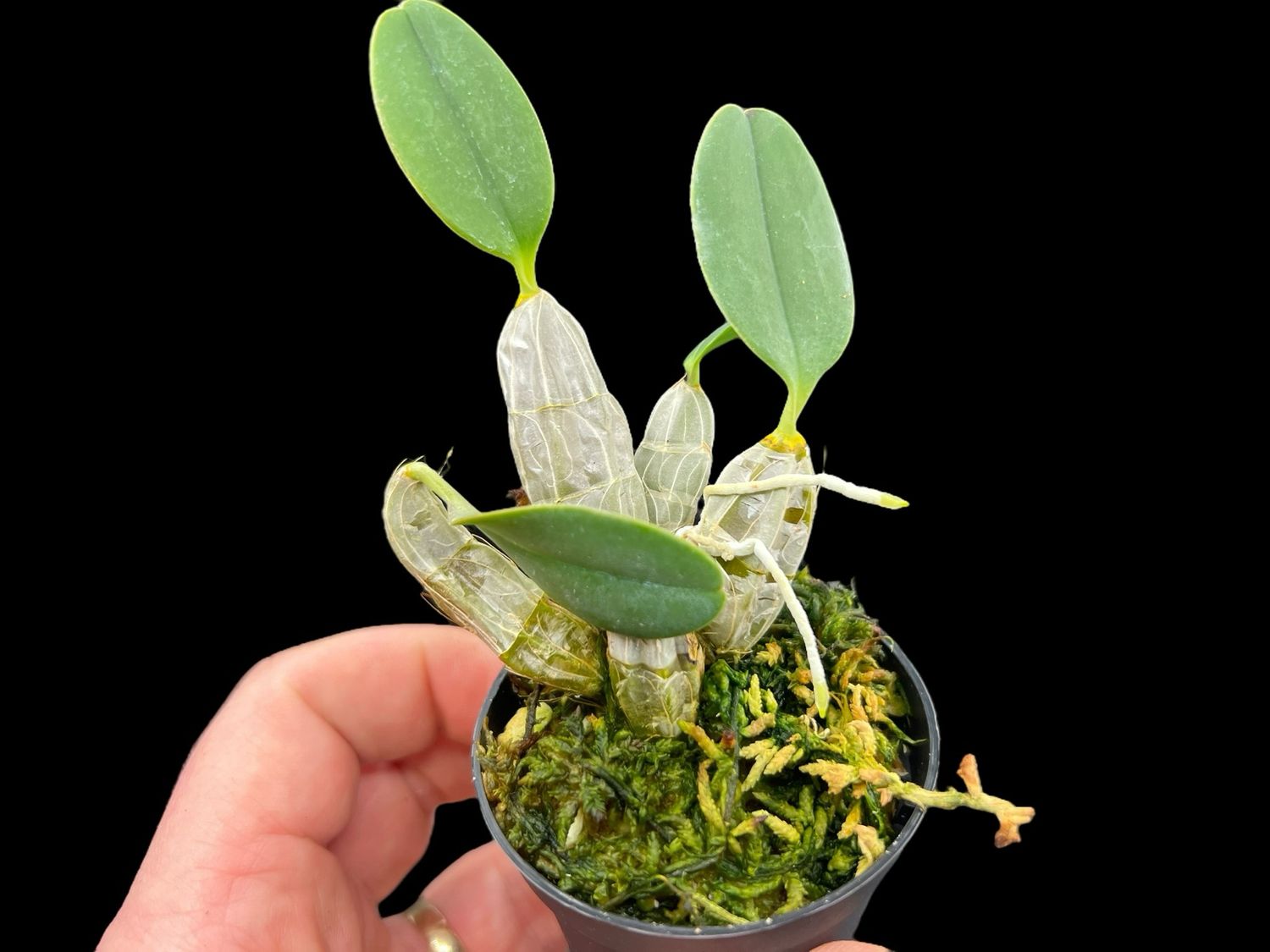 Dendrobium jenkinsii x lindleyi Orchid