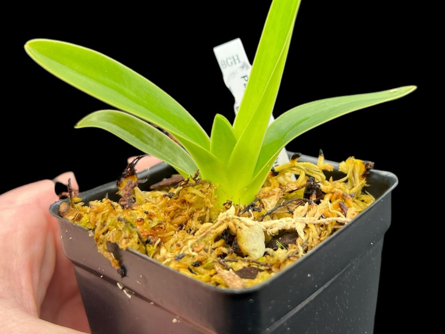 Paphiopedilum lowii v. album 'Albino Beauty' x self