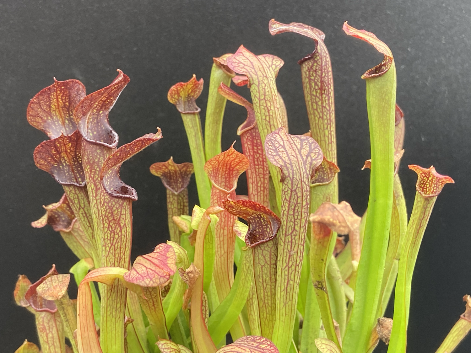 Sarracenia rubra var rubra Brunswick Co. NC