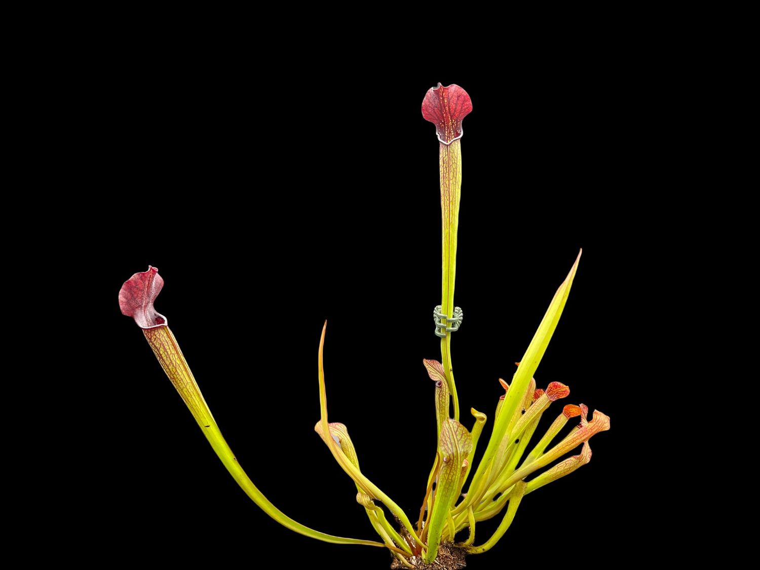 Sarracenia rubra var rubra Brunswick Co. NC