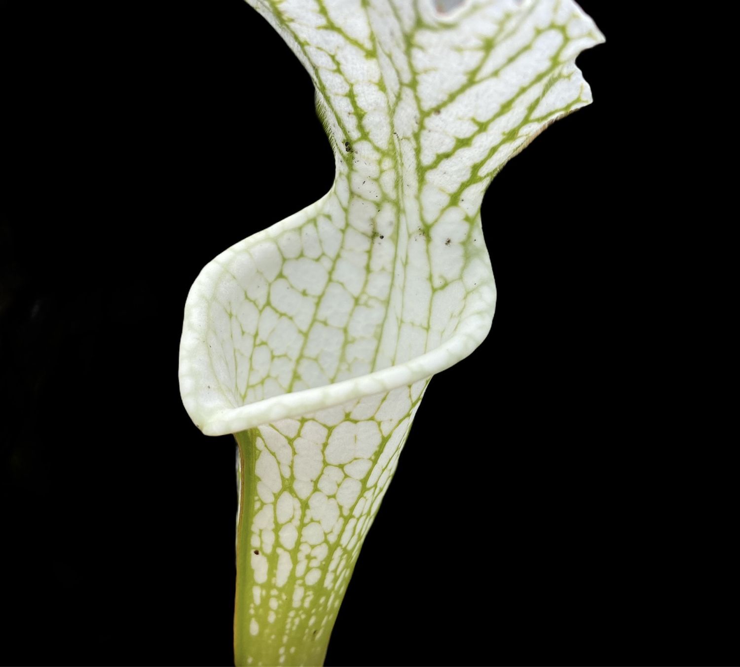 Sarracenia leucophylla ‘Hurricane Creek White’ Clone E x E