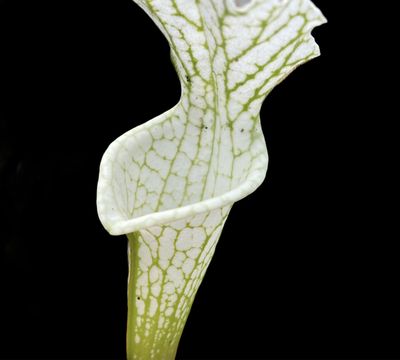 Sarracenia leucophylla ‘Hurricane Creek White’ Clone E x E