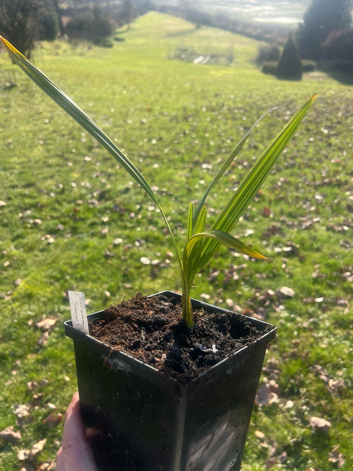 Serenoa repens Saw palmetto ‘Cinerea’
