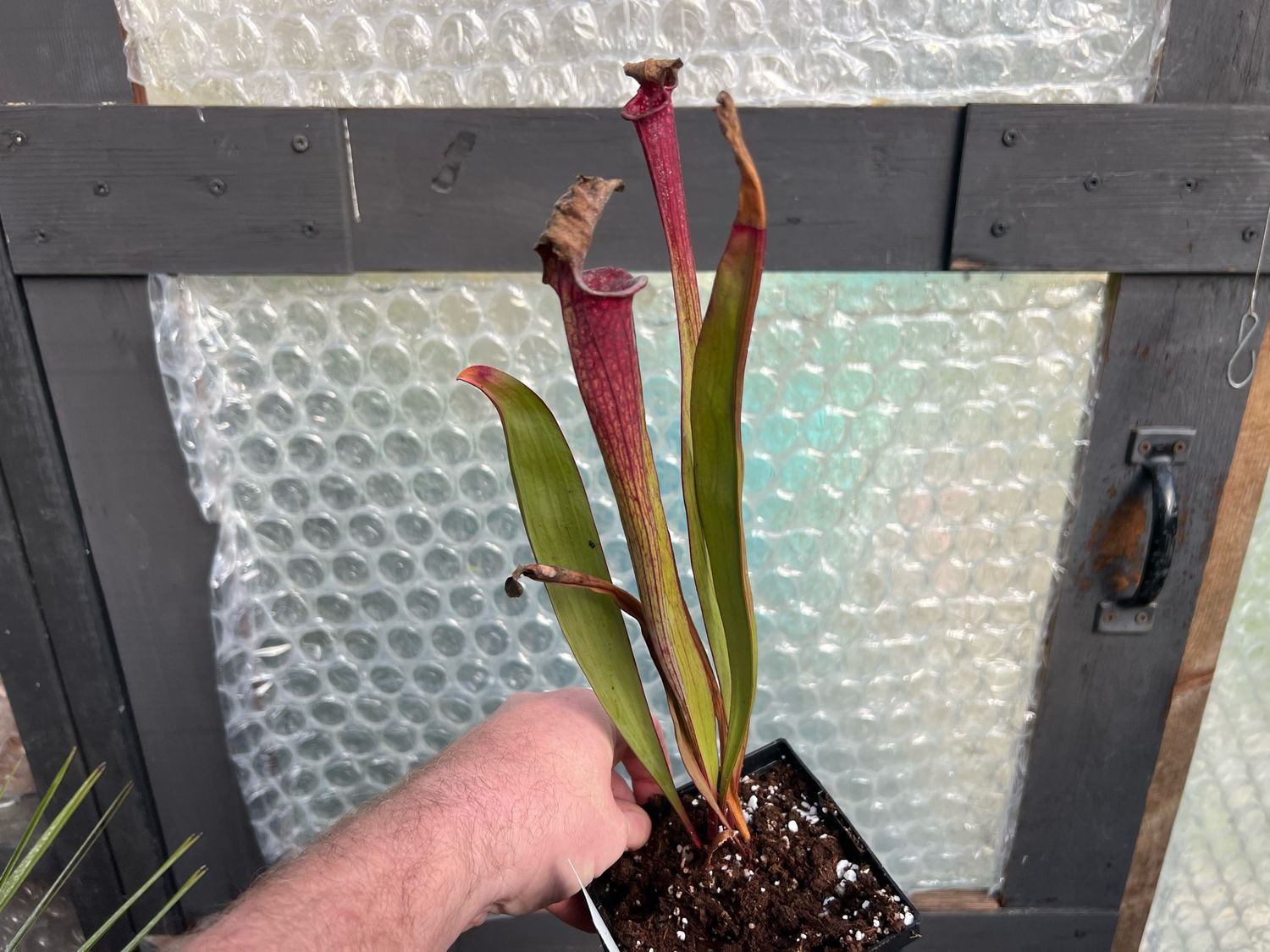 Sarracenia ‘Saurus’ Medium Single Division 