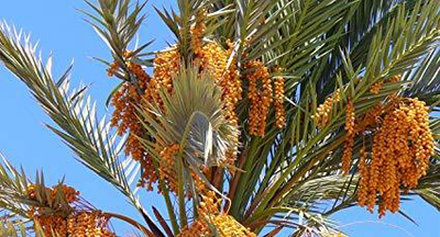 Phoenix dactyliferai palm 