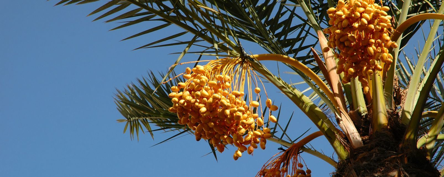 Phoenix dactyliferai palm 