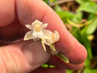 Pholidota chinensis Orchid