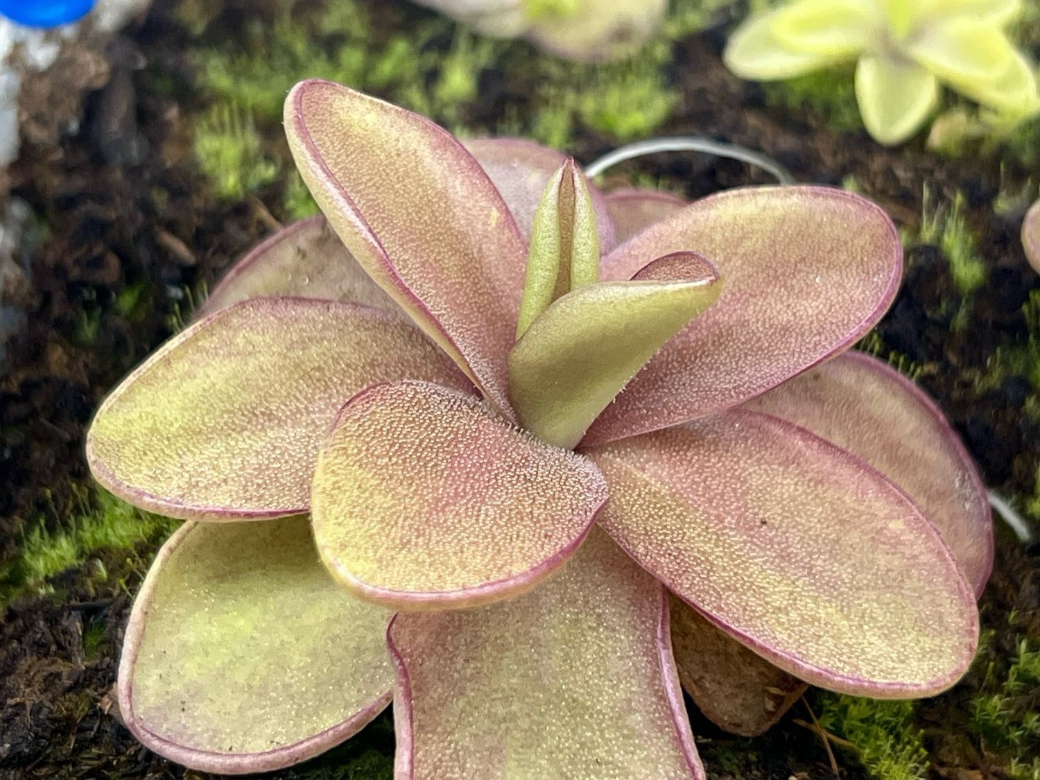 Pinguicula Raspberry Blonde (small) 