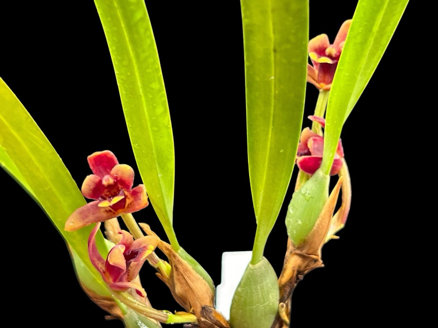 Maxillaria variabilis (dark red) Orchid - Now in Bloom! 
