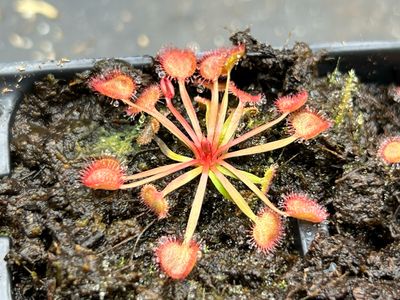 Drosera kenneallyi - “Clumping Form” Fog Bay, Northern Territory 