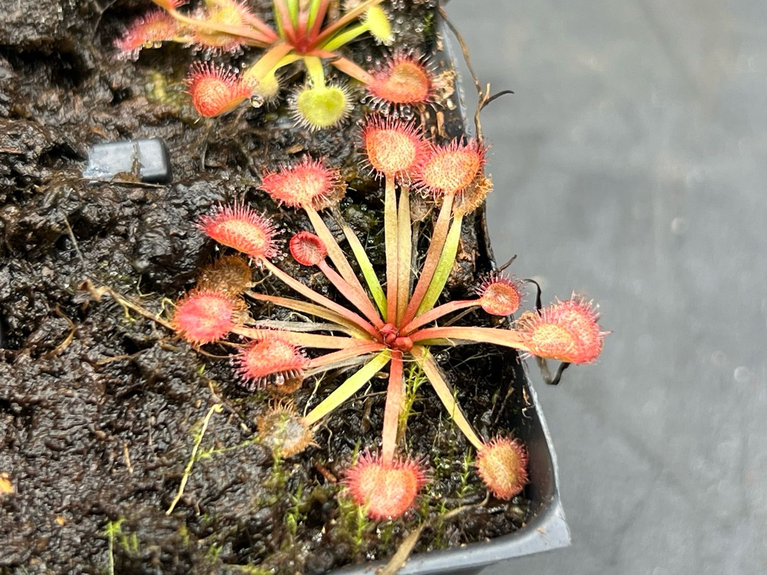 Drosera kenneallyi - “Clumping Form” Fog Bay, Northern Territory 