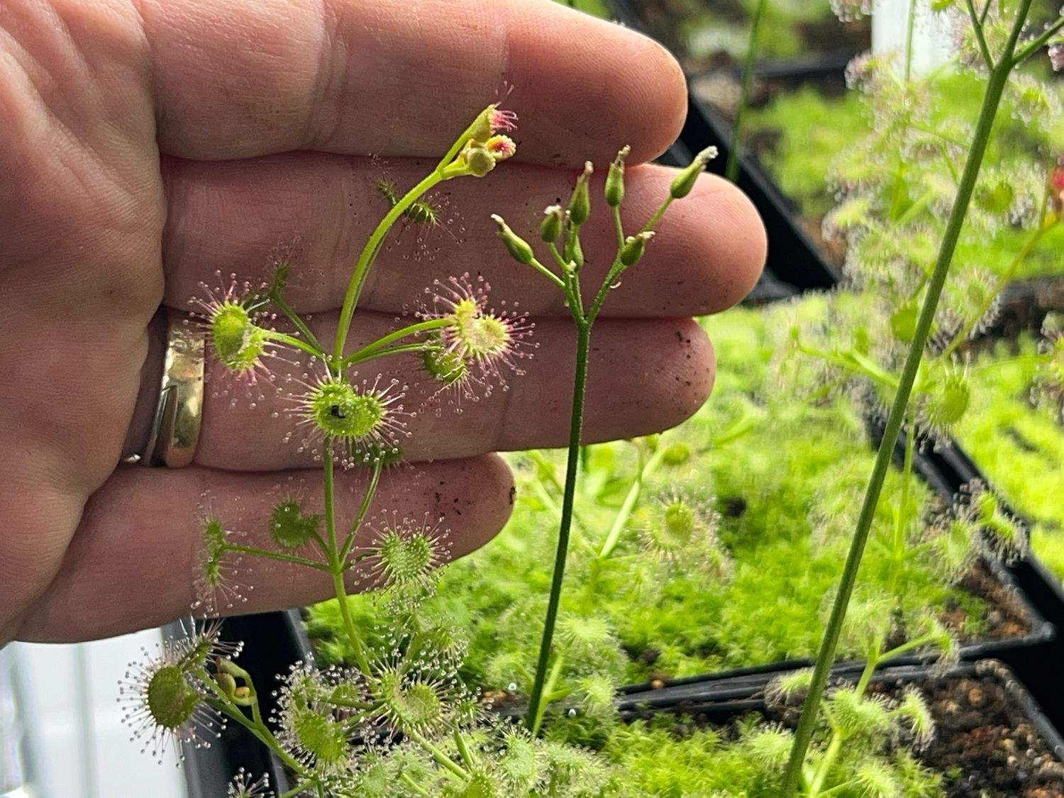 Drosera stolonifera ssp. compacta x Drosera macrantha - Limited! 