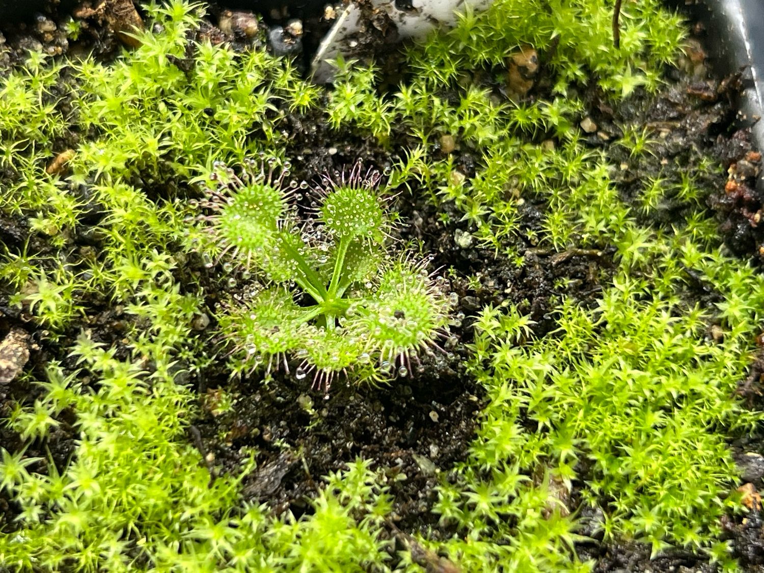 Drosera stolonifera “Mini Hills Form - Limited! 