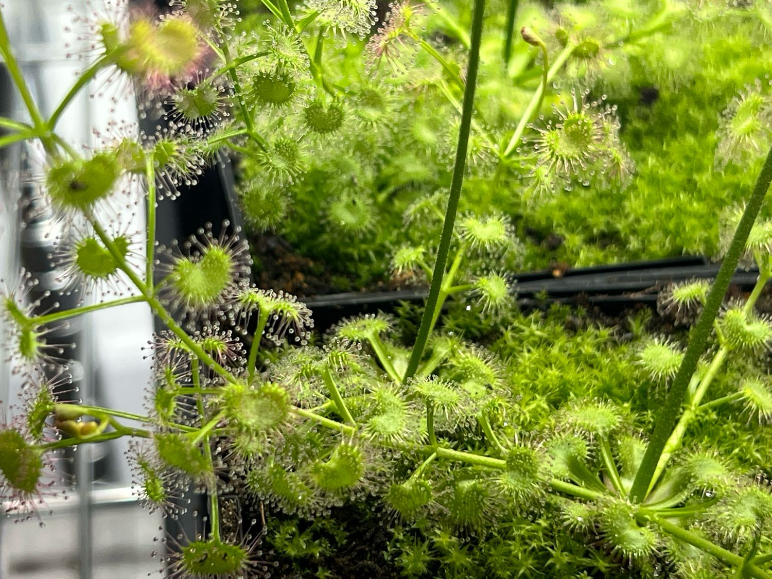 Drosera stolonifera ssp. compacta x Drosera macrantha - Limited! 