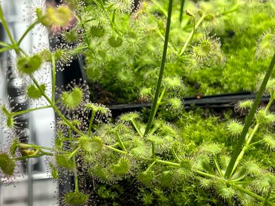 Drosera stolonifera ssp. compacta x Drosera macrantha - Limited! 