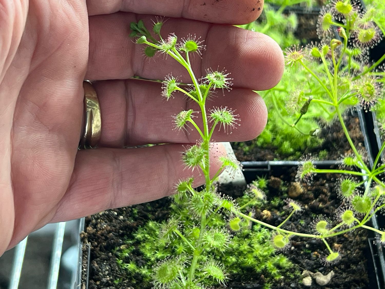 Drosera stolonifera “Mini Hills Form - Limited! 