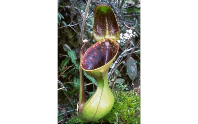 Nepenthes lowii (X-small)