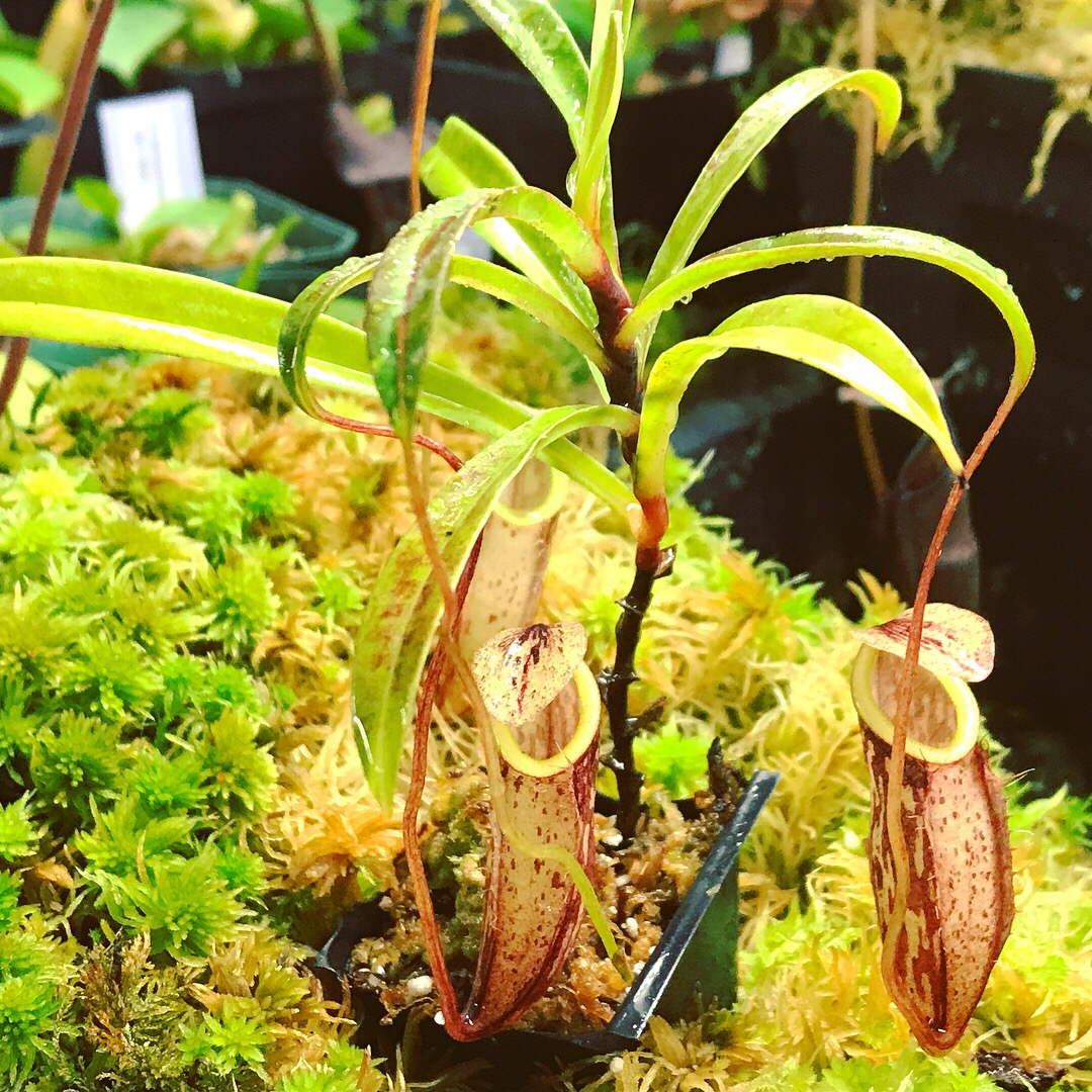 Nepenthes glabrata - Tonusu, Tentena, Sulawesi (Small) 