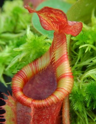 Nepenthes villosa X veitchii (Small) BE-4045