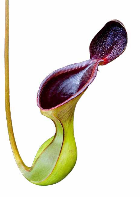 Nepenthes lowii (X-small)