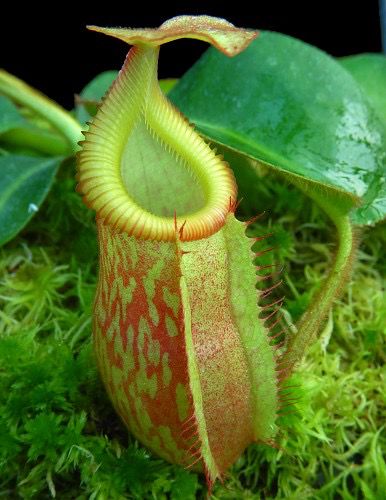 Nepenthes villosa X veitchii (Small) BE-4045