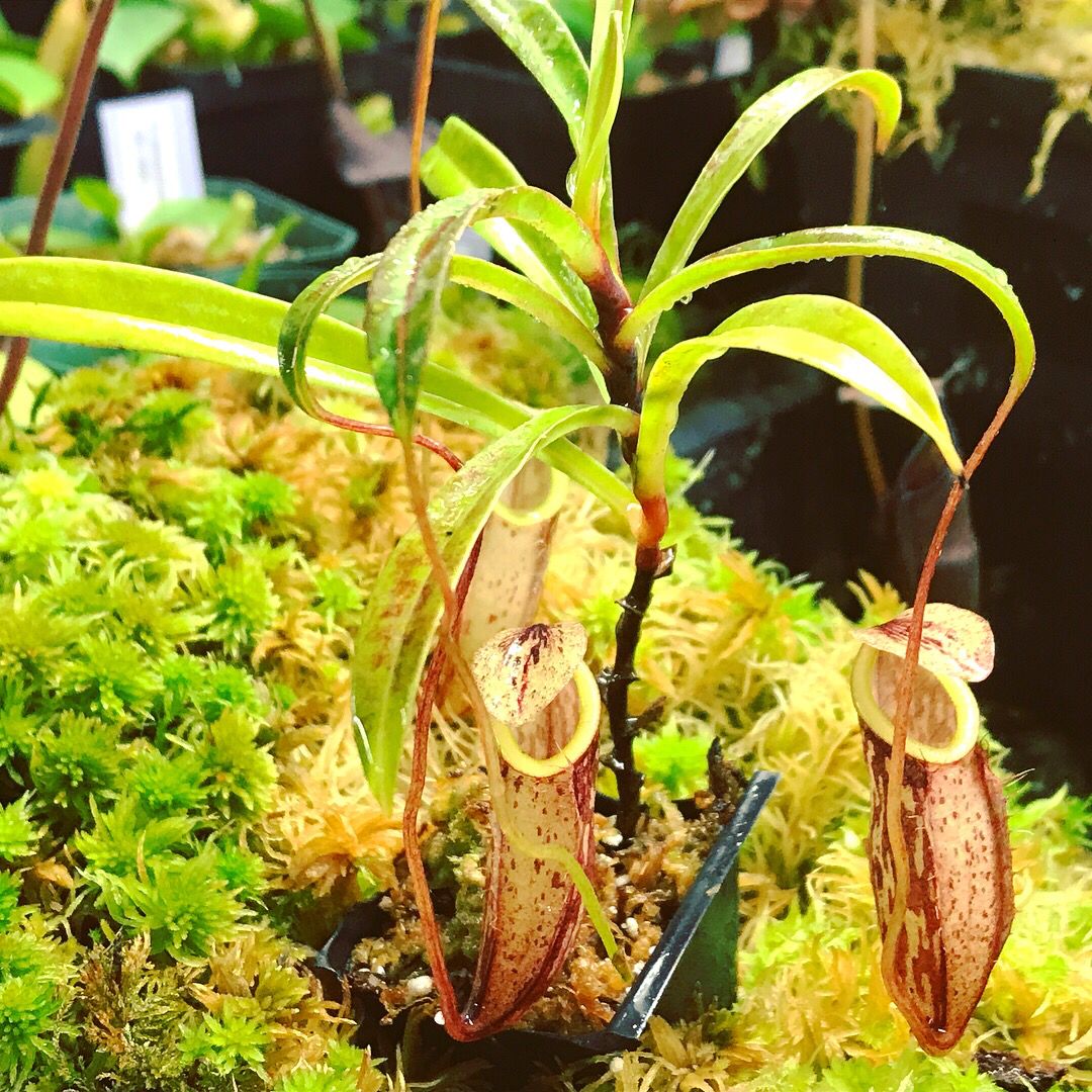 Nepenthes glabrata - Tonusu, Tentena, Sulawesi (Large) 