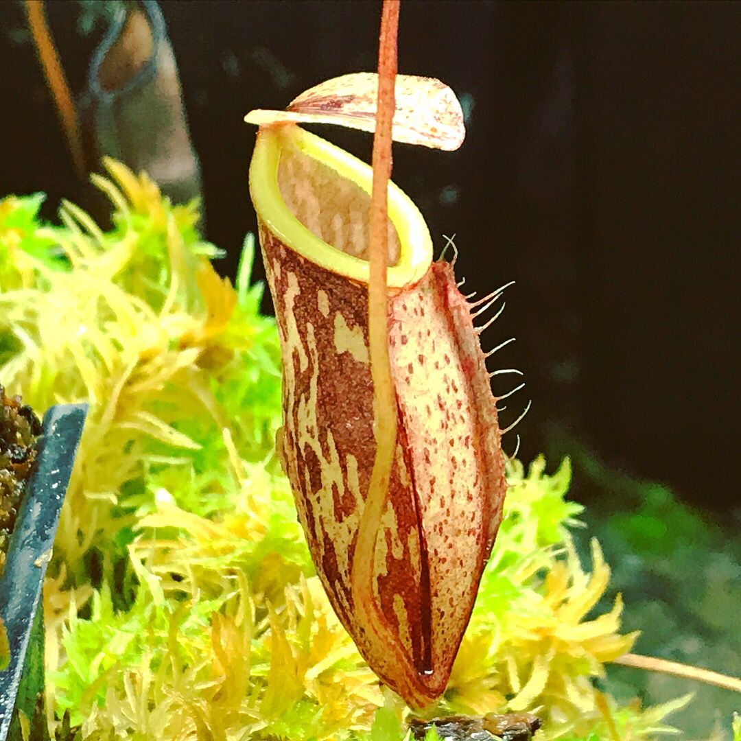 Nepenthes glabrata - Tonusu, Tentena, Sulawesi (Large) 