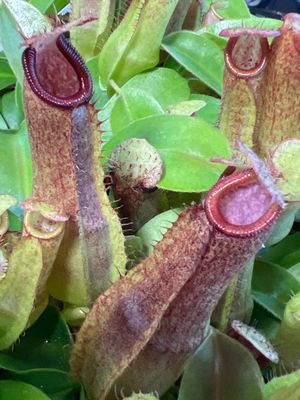Nepenthes spathulata x klossii 