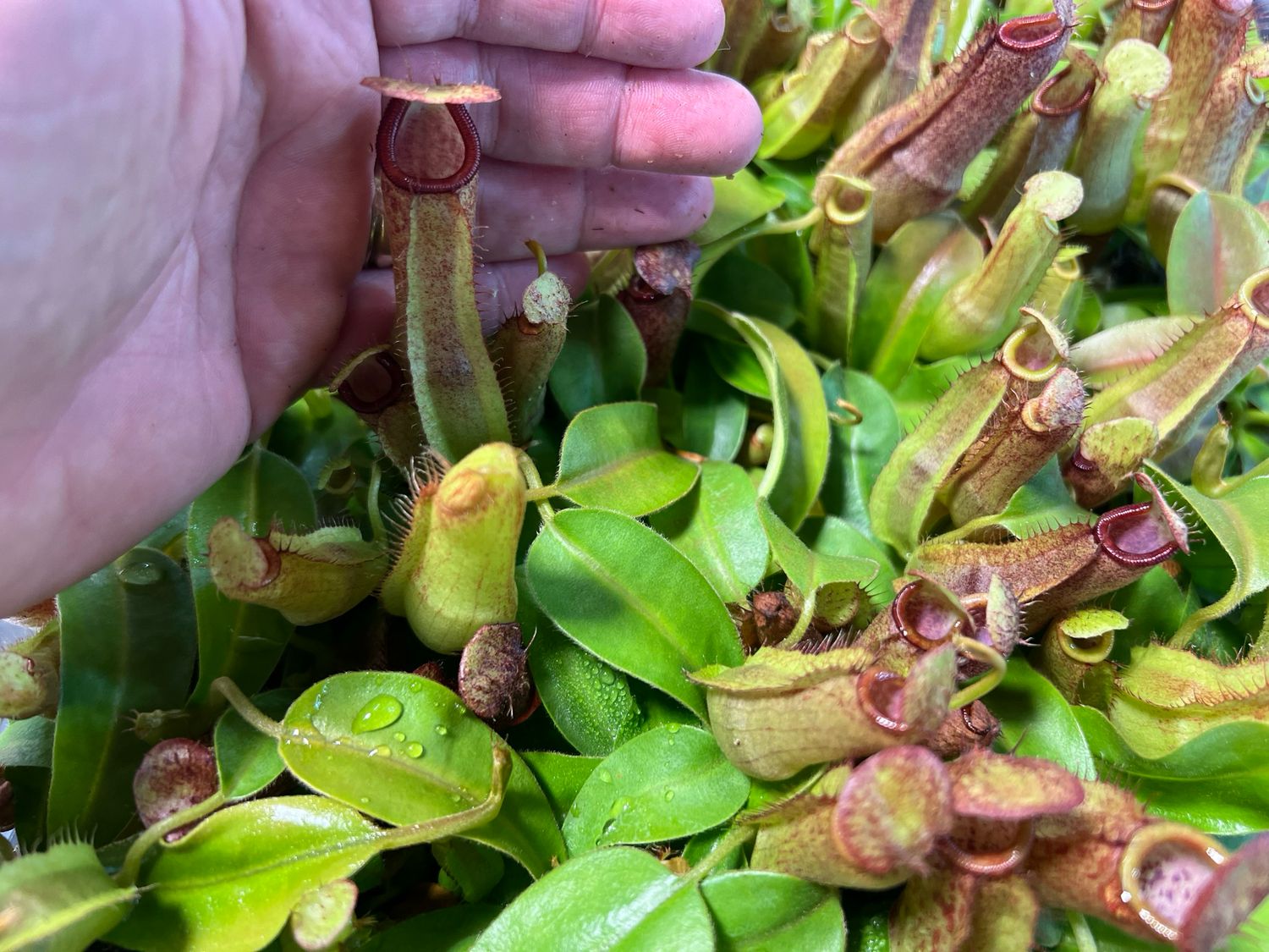 Nepenthes spathulata x klossii 