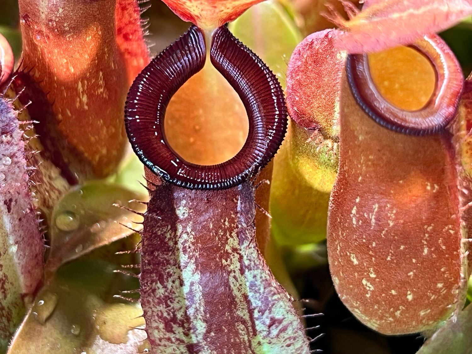 Nepenthes  ampullaria x Species #1 - Colourful and vigorous!