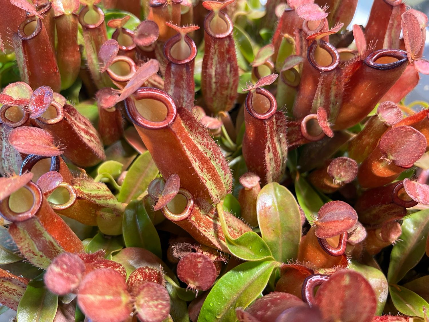 Nepenthes  ampullaria x Species #1 