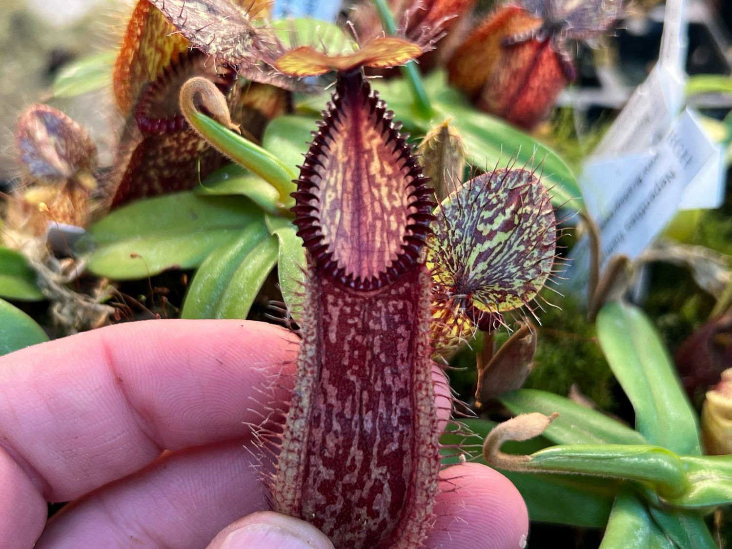 Nepenthes hamata Gng. Lumut BE-3380 (Medium)
