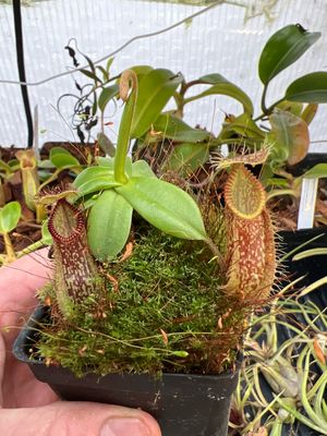 Nepenthes hamata Gng. Lumut BE-3380 (small)