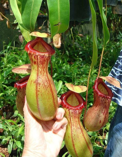 Nepenthes ventricosa - "Madja-As" (Medium )